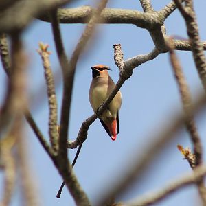 Japanese Waxwing (Bombyilla japonica)