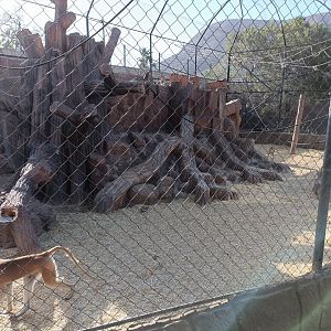Common patas monkey exhibit