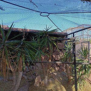 Green aracari exhibit