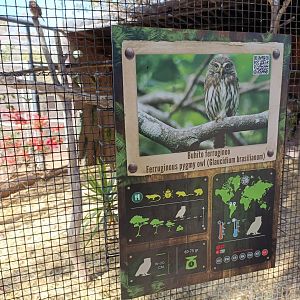Ferruginous pygmy owl sign