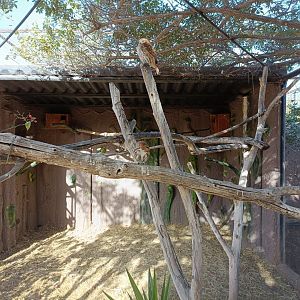 Ferruginous pygmy owl exhibit
