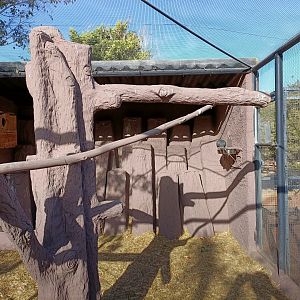 Greater vasa parrot exhibit