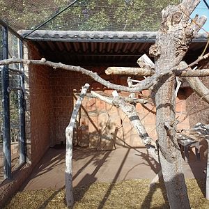 Black-necked aracari exhibit