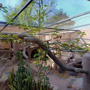 White-headed marmoset exhibits