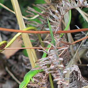 Sakishima Green Lizard (Takydromus dorsalis)