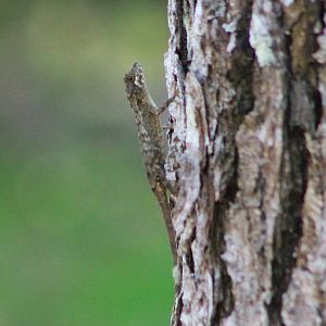 Ishigaki Tree Lizard (Japalura polygonata ishigakiensis)