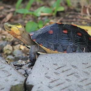 Yellow-margined Box Turtle (Cuora flavomarginata evelynae)