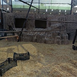 Black mangabey and De Brazza's monkey exhibit