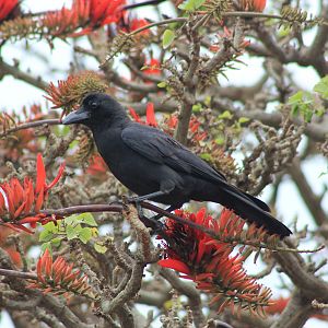 Large-billed Crow (Corvus macrorhynchos osai)