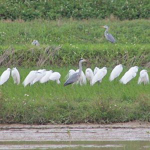 Great Egrets and Grey Herons