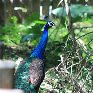 Feral Peacock