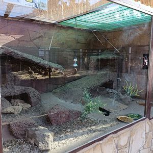 Spiny-tailed lizards exhibit