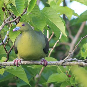 Ryukyu Green Pigeon (Treron permagnus medioximus)