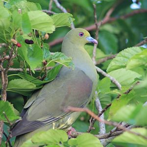 Ryukyu Green Pigeon (Treron permagnus medioximus)