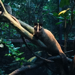 Masked Palm Civet (Paguma larvata larvata)