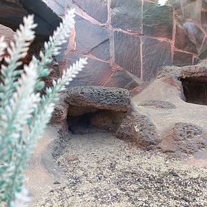 North African spiny-tailed lizard exhibit