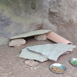 Ocellated uromastyx exhibit
