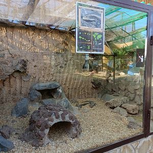 Sudan plated lizard exhibit