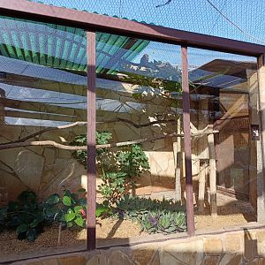 Ferruginous pygmy owl exhibit