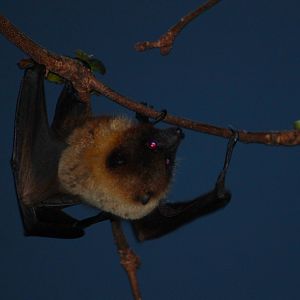 Yaeyama Flying Fox (Pteropus dasymallus yayeyamae)