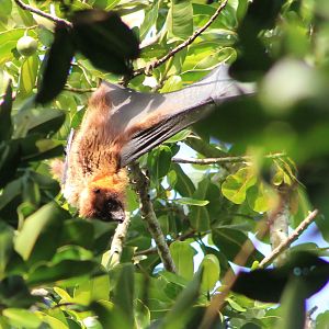 Yaeyama Flying Fox (Pteropus dasymallus yayeyamae)