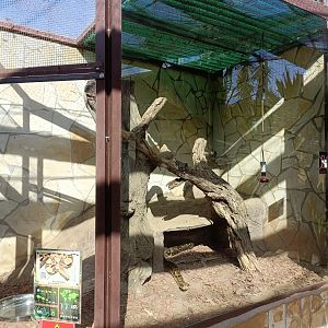 Boa constrictor exhibit