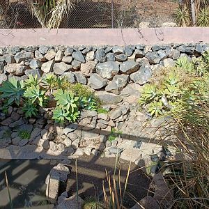 Cuban cocodrile exhibit