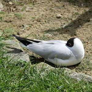 Black-headed gull (Chroicocephalus ridibundus)
