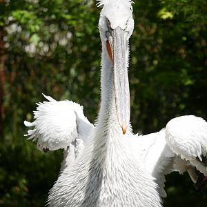 Dalmatian pelican (Pelecanus crispus)