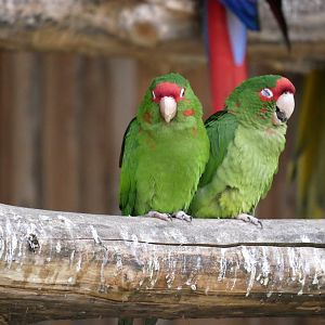 Mitred parakeet (Psittacara mitratus)