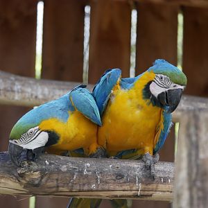 Blue-and-yellow macaw (Ara ararauna)