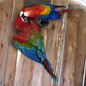 Red-and-green macaw (Ara chloropterus) and scarlet macaw (Ara macao)