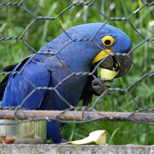 Hyacinth macaw (Anodorhynchus hyacinthinus)