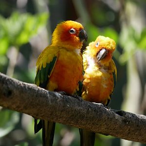 Sun conure (Aratinga solstitialis)