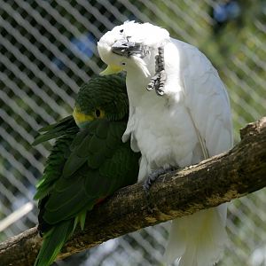Blue-fronted amazon (Amazona aestiva aestiva) and sulphur-crested cockatoo (Cacatua galerita)