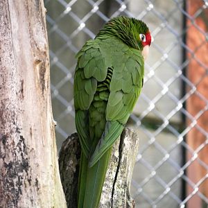 White-fronted amazon (Amazona albifrons)