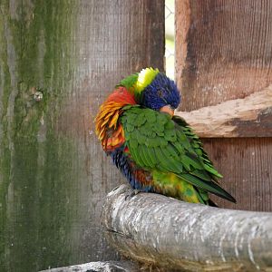 Rainbow lorikeet (Trichoglossus moluccanus)