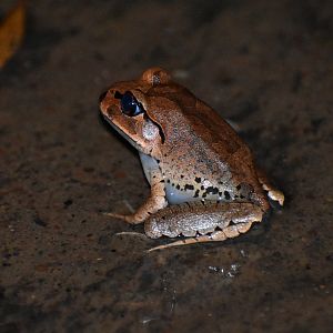 Great Barred Frog, Mixophyes fasciolatus
