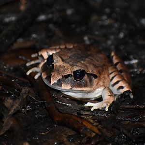 Great Barred Frog, Mixophyes fasciolatus