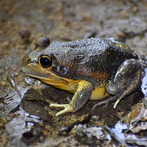 Scarlet-sided Banjo Frog, Limnodynastes grayi