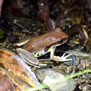 Green-thighed Frog, Nyctimystes brevipalmatus