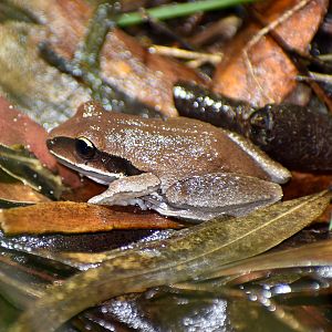 Green-thighed Frog, Nyctimystes brevipalmatus