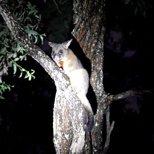 Common Brushtail Possum