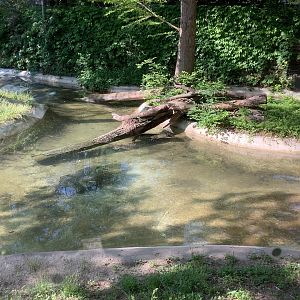 Columbus Zoo - Shores exhibit - American Alligator