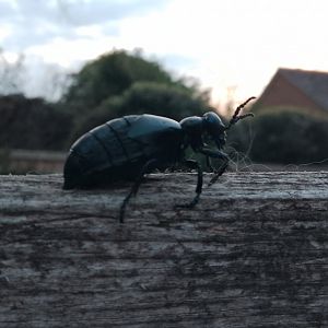 Oil Beetle