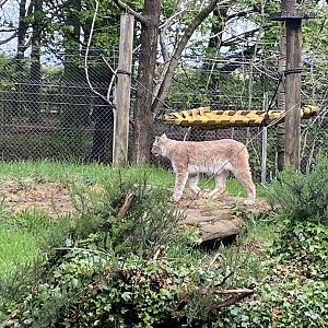 Eurasian lynx