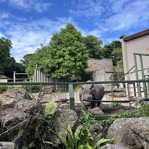 Indian rhinoceros 22.7.24