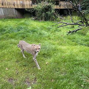 Cheetah “Cleo” 25.8.24