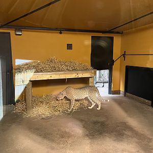 Cheetah indoors 25.8.24
