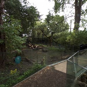 Red river hog enclosure 25.8.24